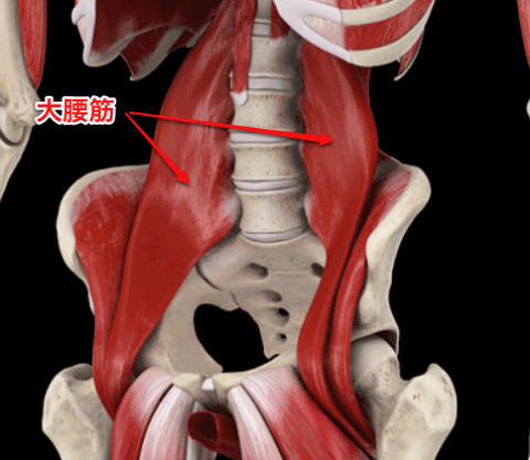 psoas_major psoas_major