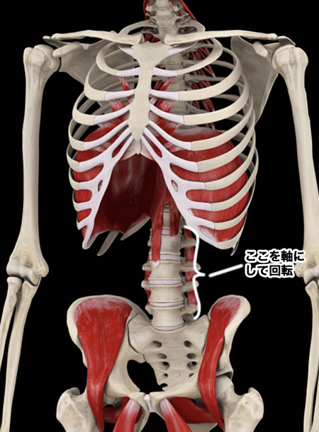 体幹部分の骨格図
